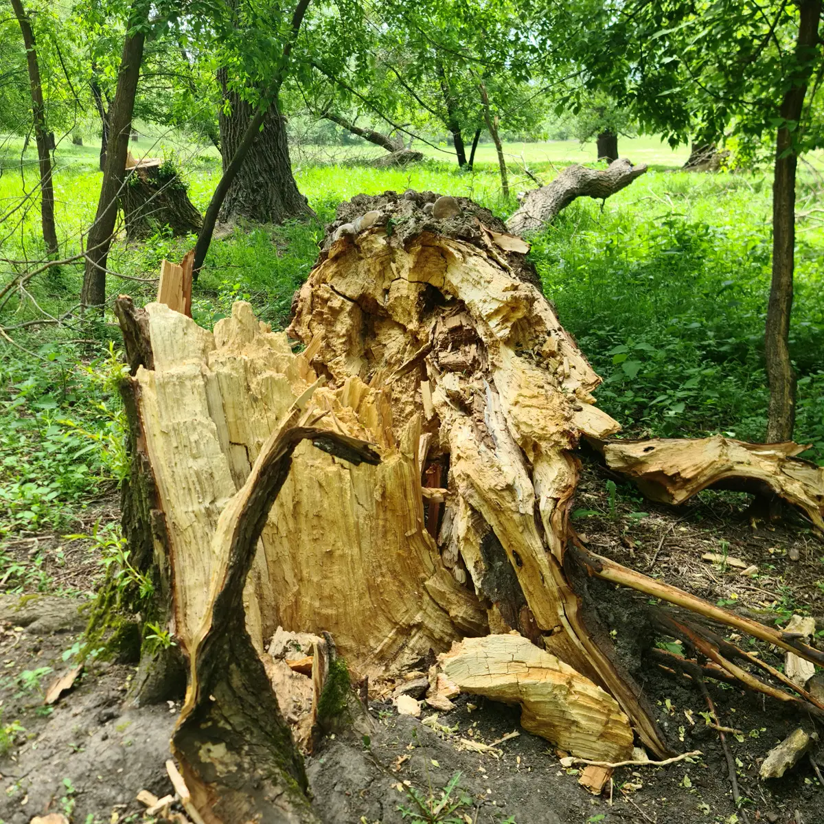 Stump of a fallen tree before emergency removal