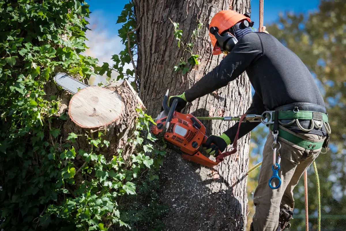Tree service worker cutting off branches of a tree for tree removal services