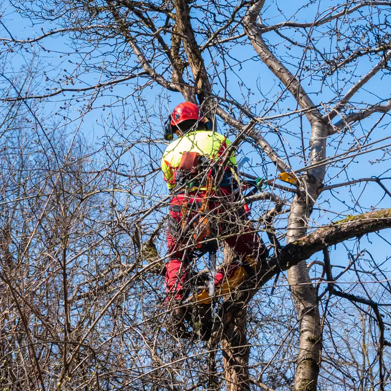 Tree service worker in a tall tree