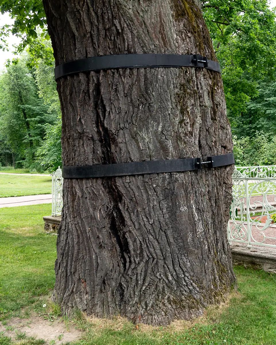 cabling and bracing tree service