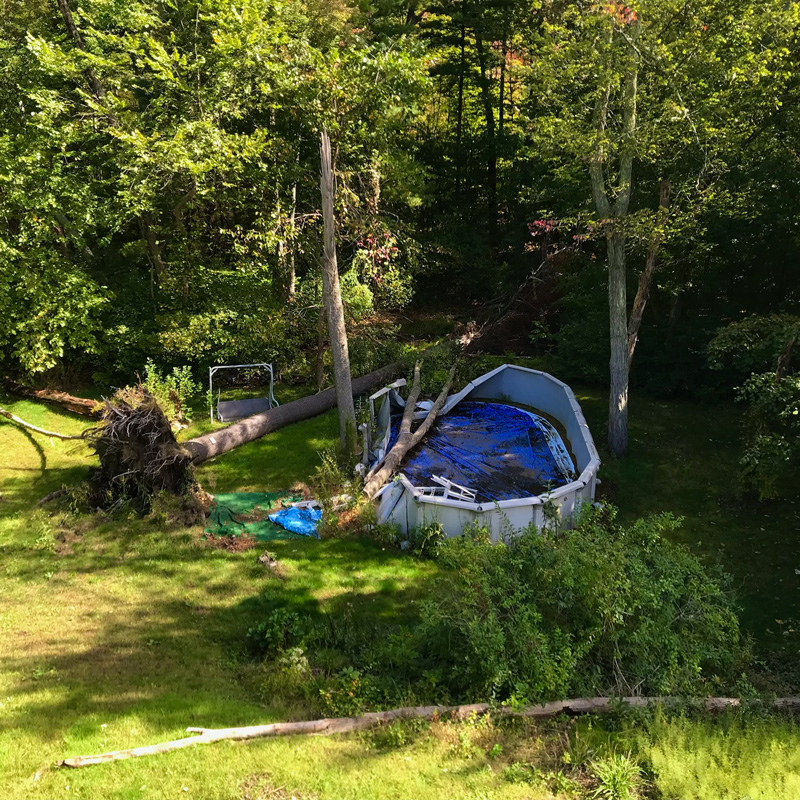trees felled on a pool