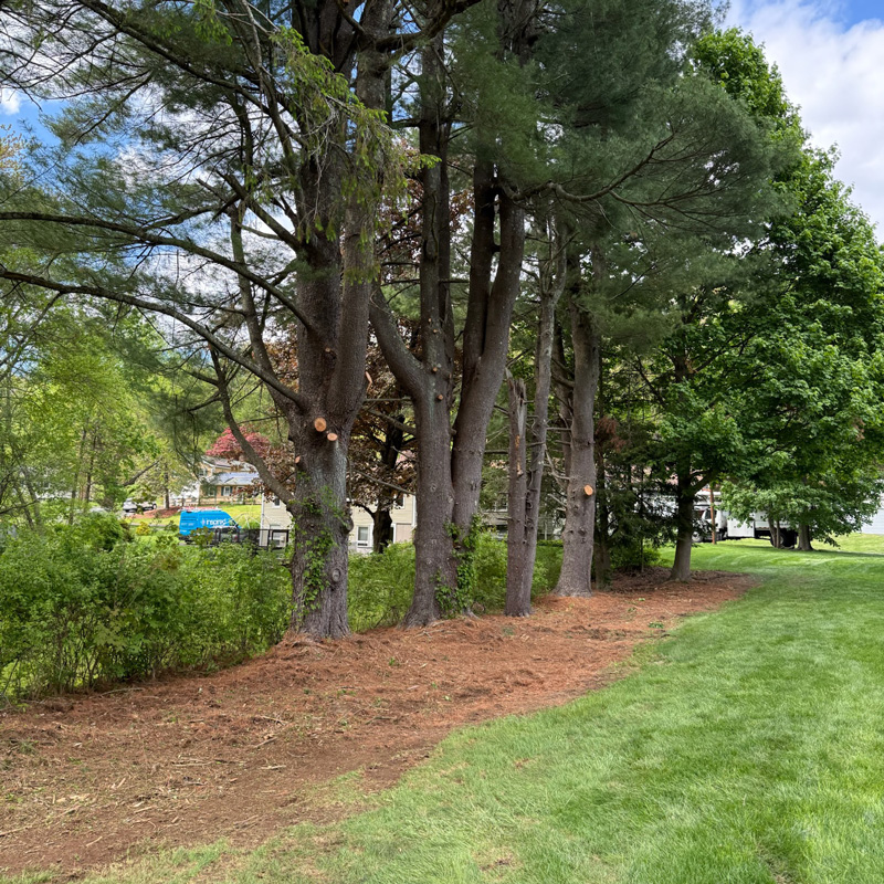 pruned trees