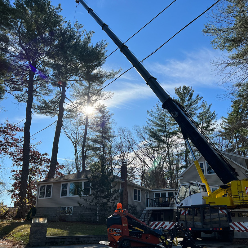 crane removing a tree