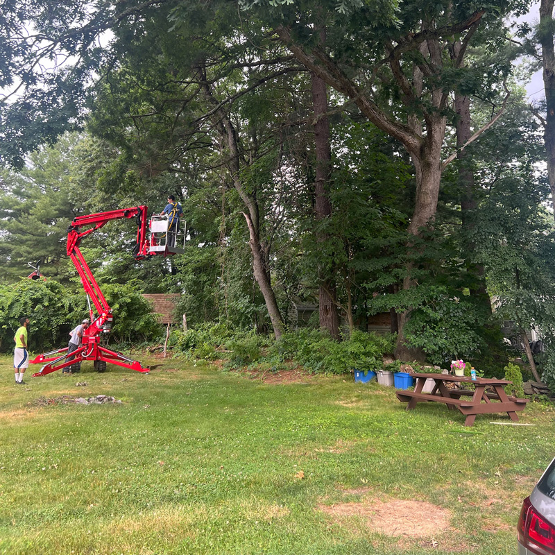 someone removing trees