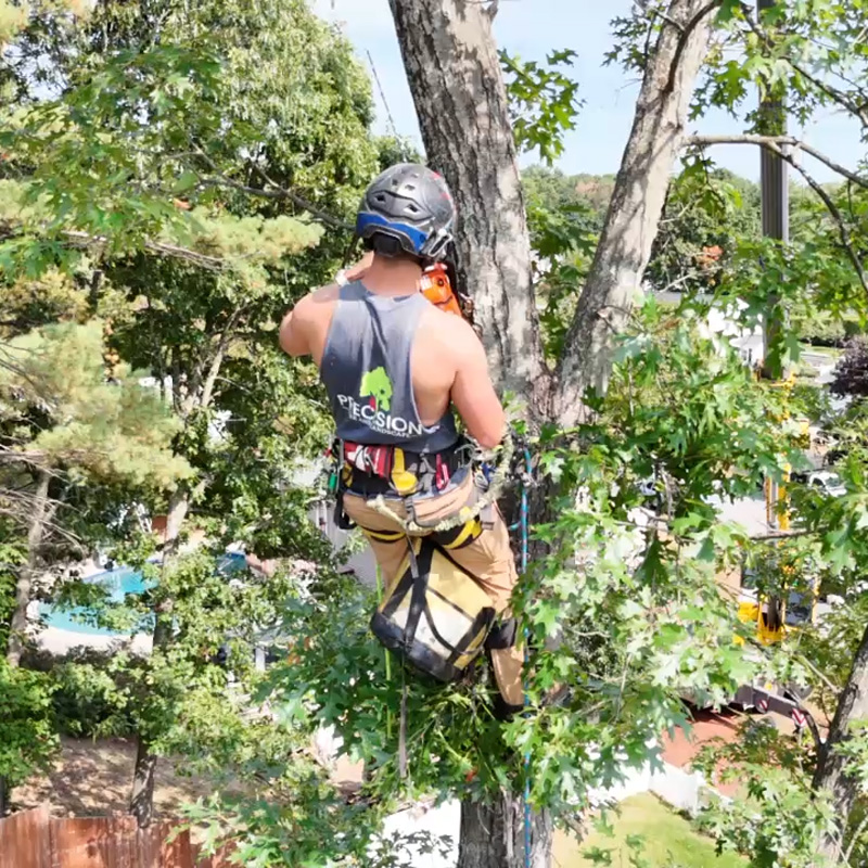 man in a tree cutting a limb
