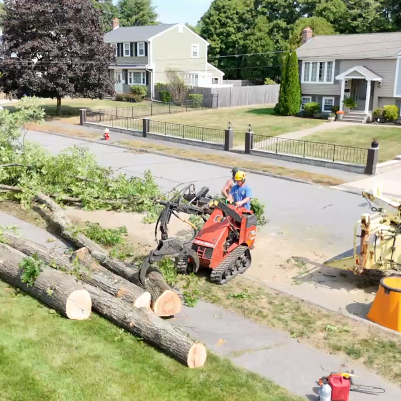 man removing trees with a small excavator machine
