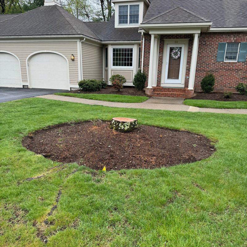 tree stump in front of a home