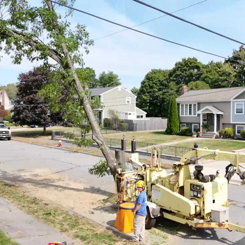 man chopping a tree with a chipper