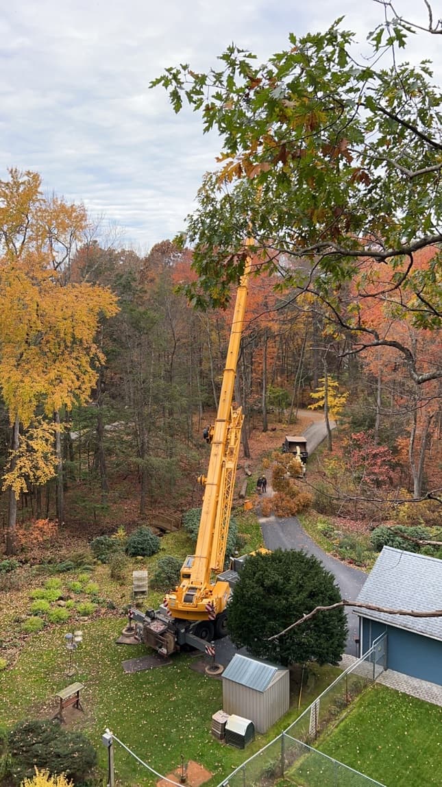 Professional tree care crane removing large branches in Berlin, MA